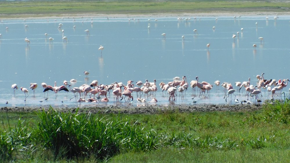 2 Days Embankment to Lake Manyara and Ngorongoro Crater - Tanzania safari gallery image