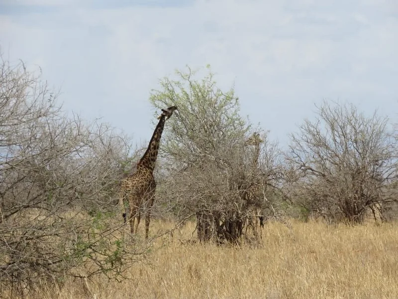 2 Days Group Tour Tarangire and Manyara - Tanzania safari gallery image