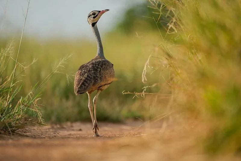 2 Days Group Tour Tarangire and Manyara - Tanzania safari gallery image