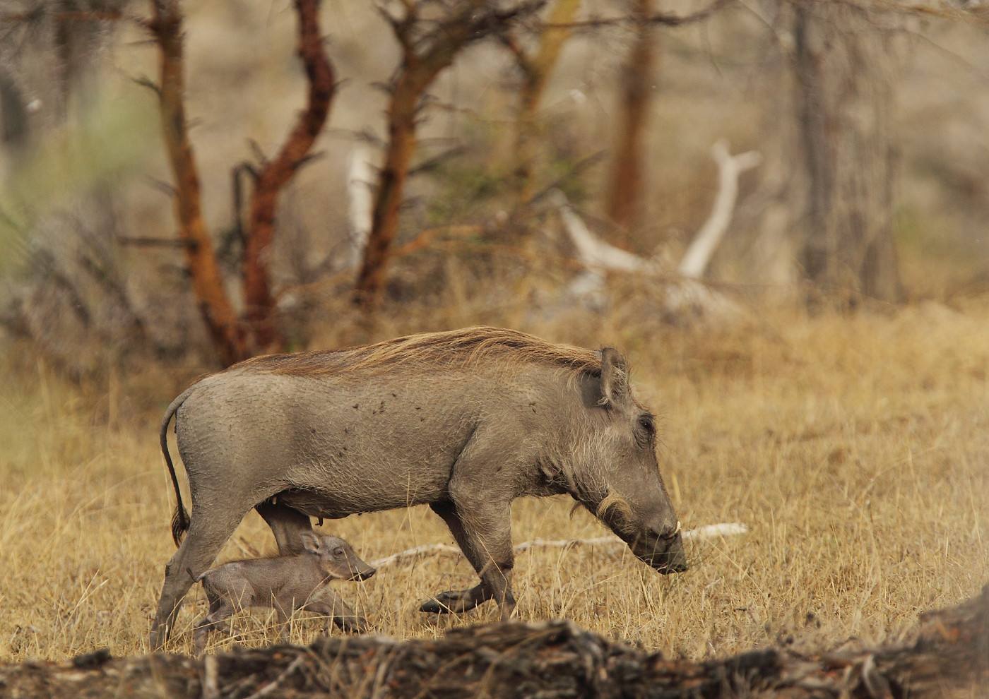 2 Days Mikumi Safari from Zanzibar or Dar Es Salaam - Tanzania safari gallery image