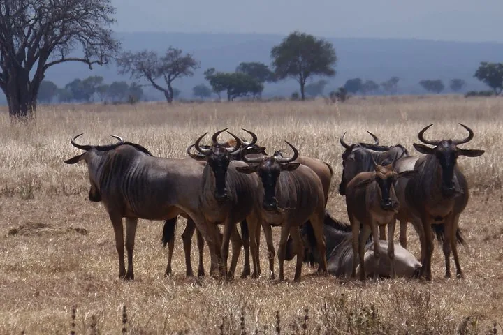 2 Days Mikumi Safari from Zanzibar or Dar Es Salaam - Tanzania safari