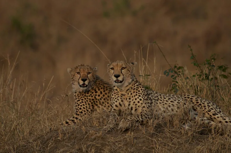 2 Days Northern Serengeti Adventure - Tanzania safari