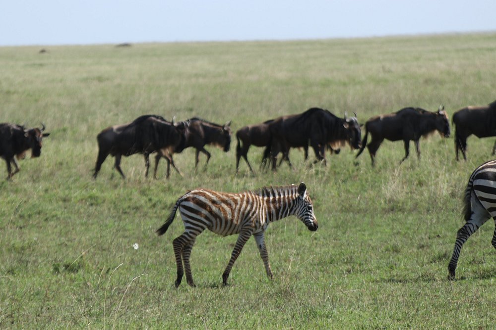 2 Days Northern Serengeti Adventure - Tanzania safari