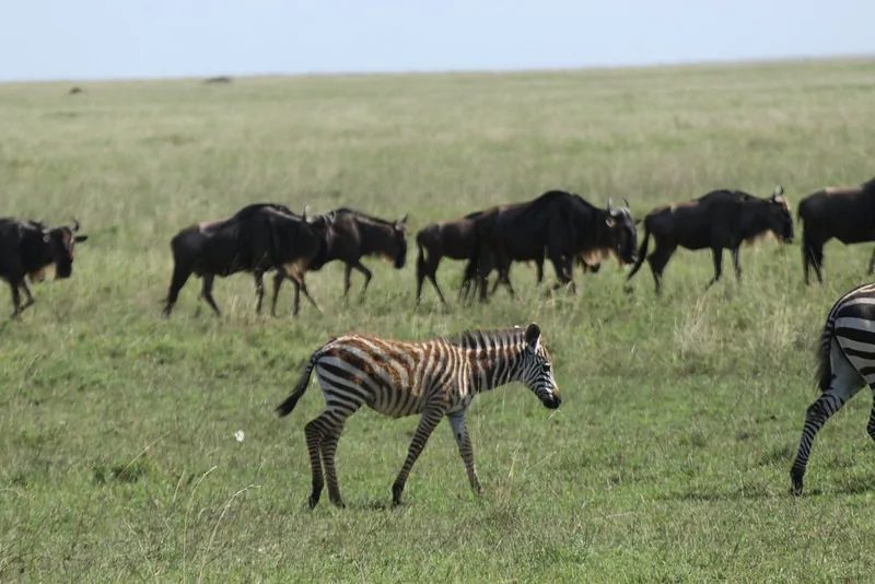 2 Days Northern Serengeti Adventure - Tanzania safari