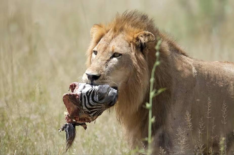 2 Days Northern Serengeti Adventure - Tanzania safari gallery image
