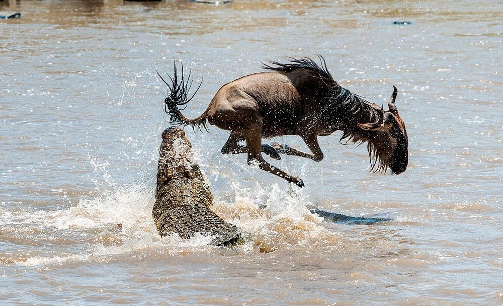 2 Days Northern Serengeti Adventure - Tanzania safari gallery image