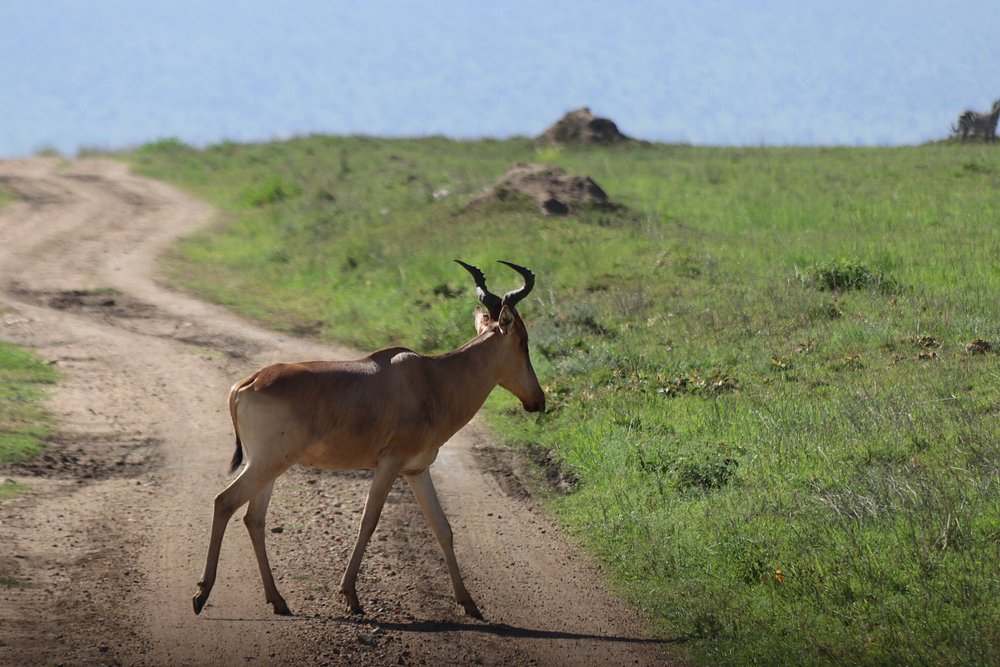 2 Days Northern Serengeti Adventure - Tanzania safari gallery image
