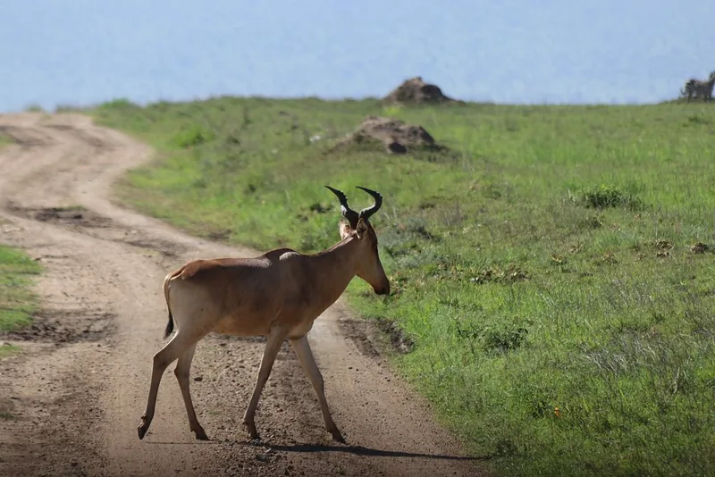 2 Days Northern Serengeti Adventure - Tanzania safari gallery image