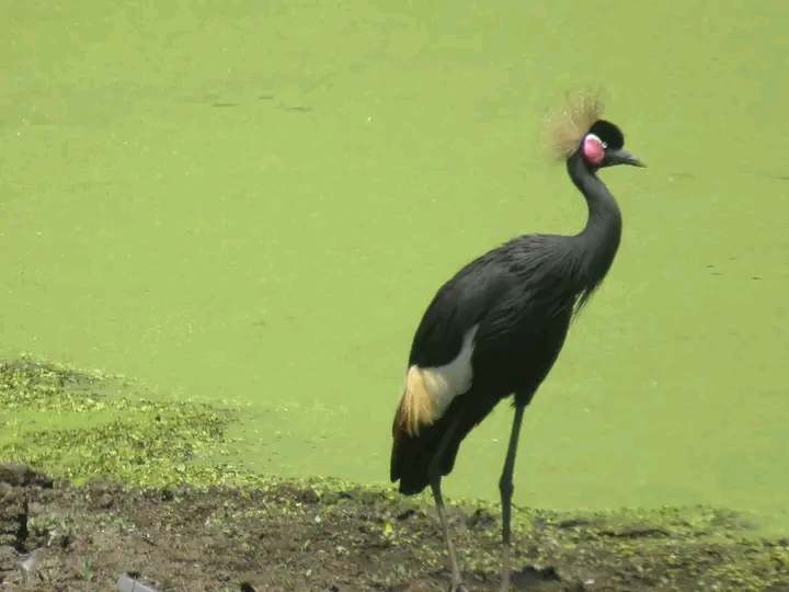 Best 7-Day Thrilling Tour to Eastern Tanzania National Parks  gallery image