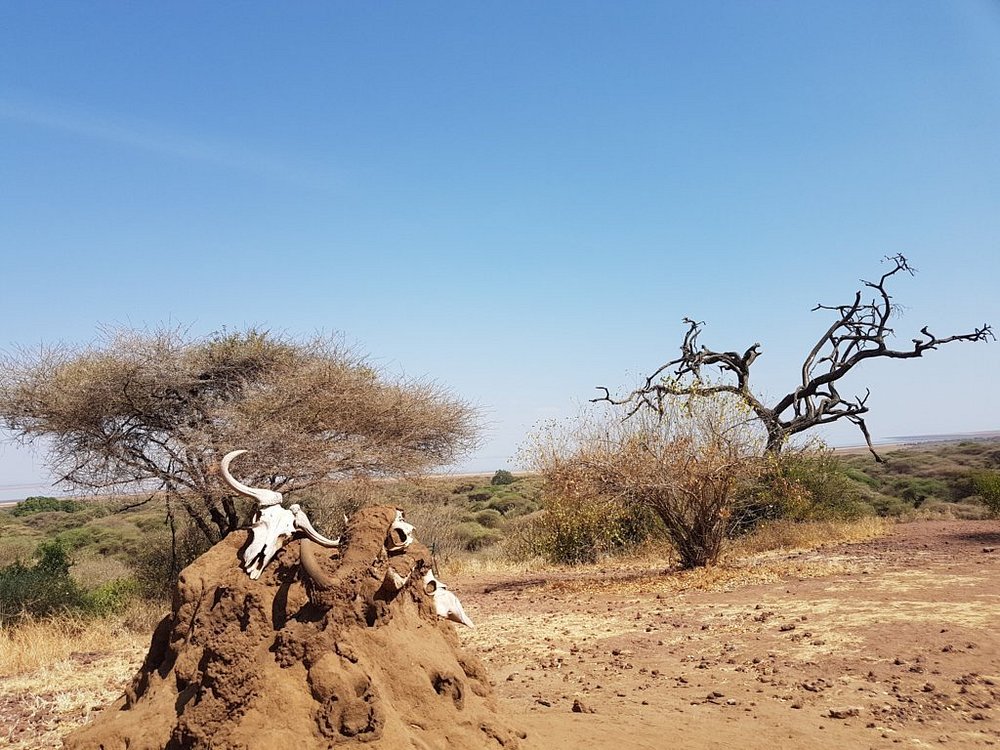 2 Days Fly in Safari Tarangire & Ngorongoro Tanzania safari