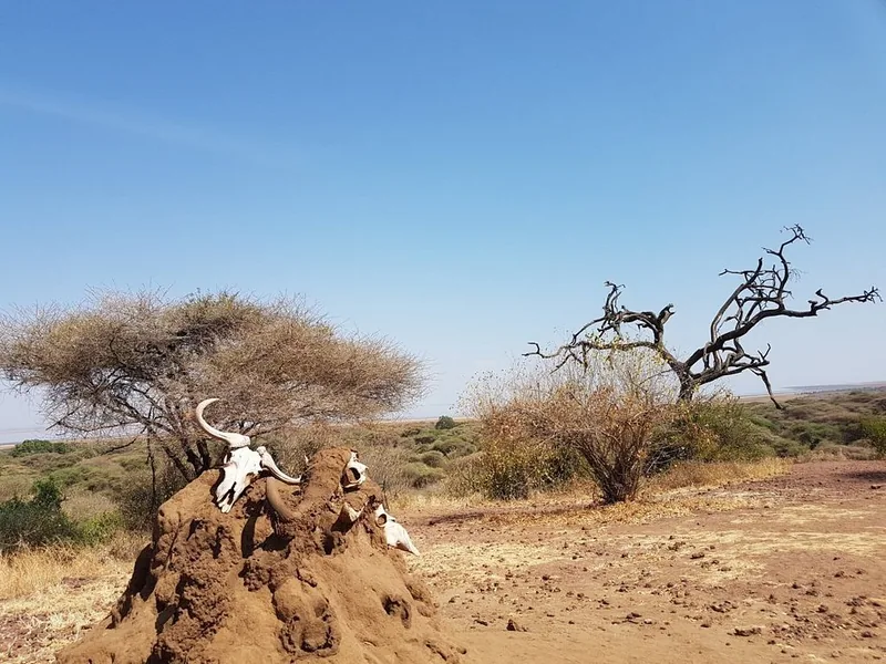 2 Days Fly in Safari Tarangire & Ngorongoro Tanzania safari