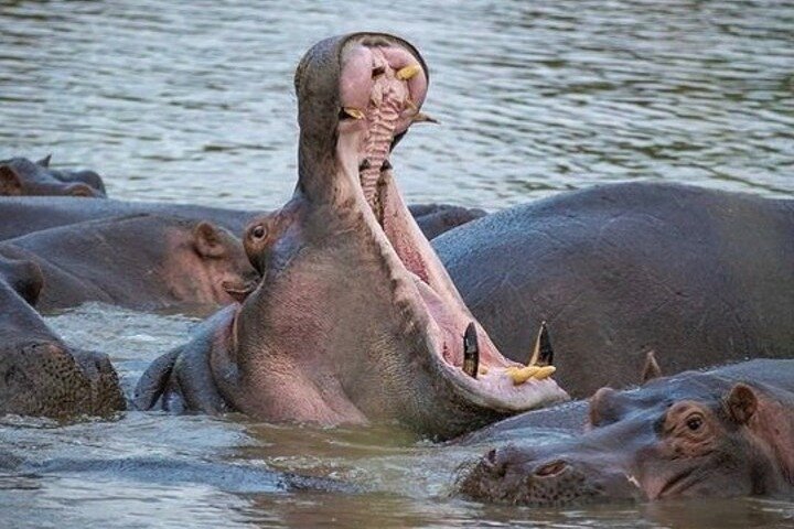 2 Days Fly in Safari Tarangire & Ngorongoro Tanzania safari gallery image