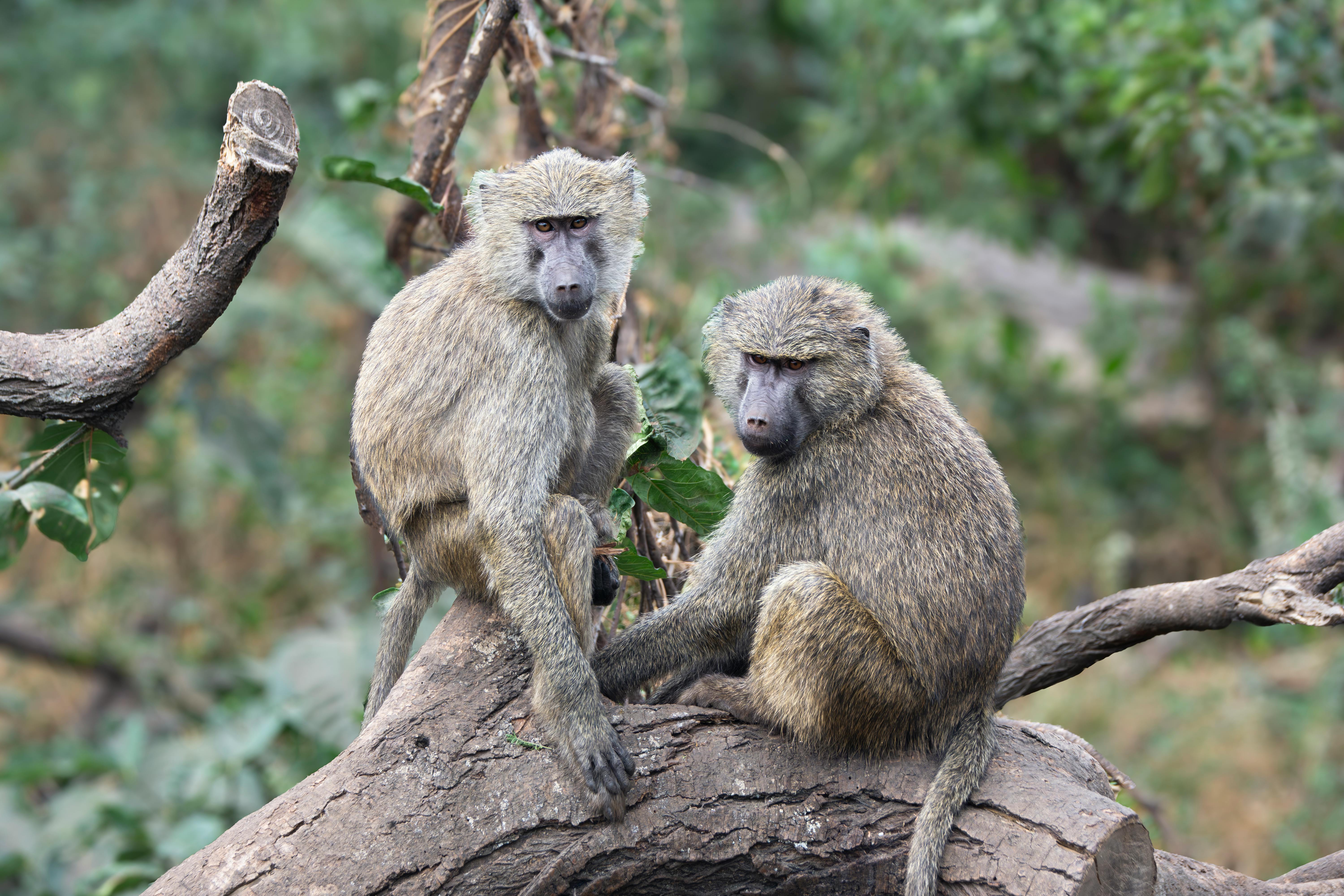 2 Days Fly in Safari Tarangire & Ngorongoro Tanzania safari gallery image