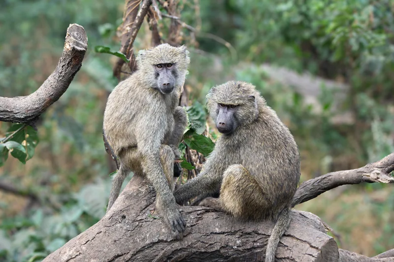 2 Days Fly in Safari Tarangire & Ngorongoro Tanzania safari gallery image