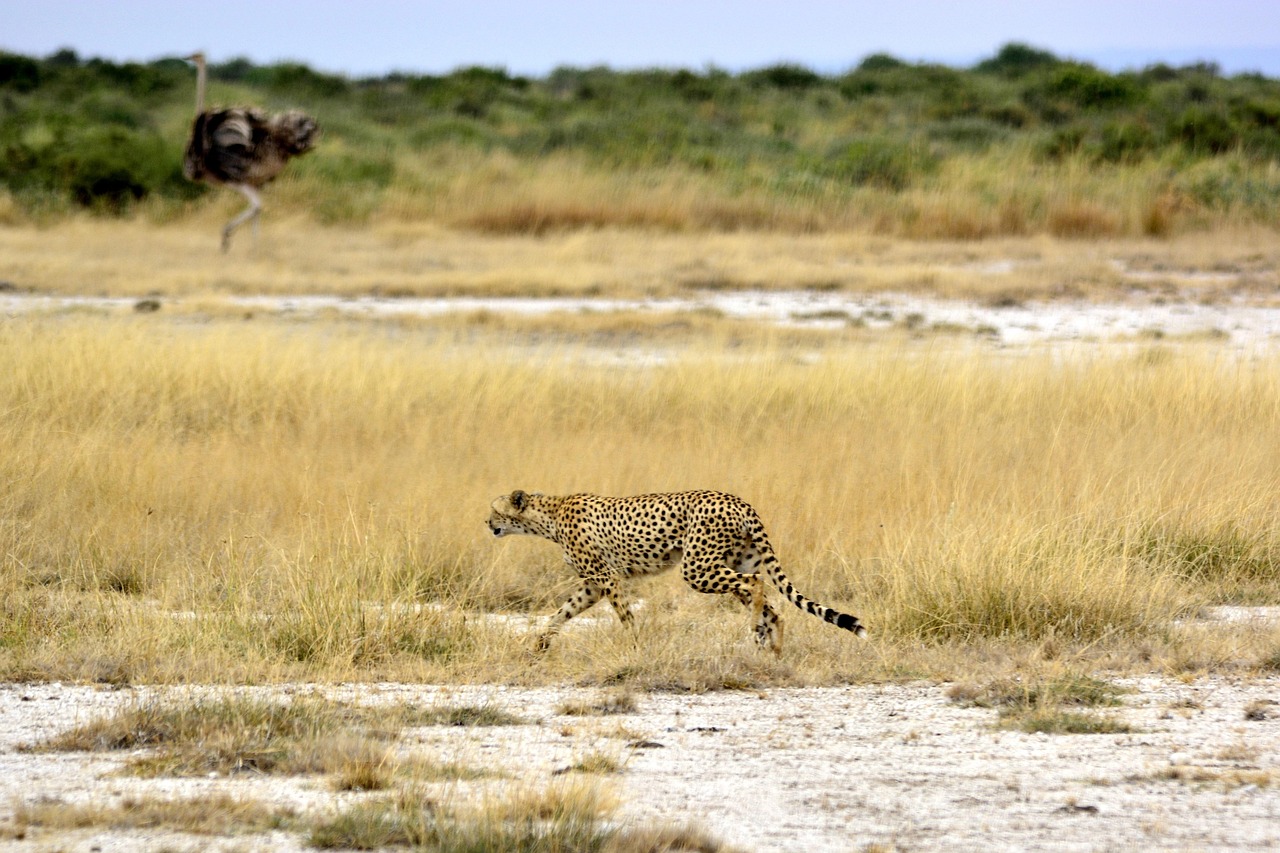 2 Days Tarangire and Ngorongoro Crater from Beach - Tanzania safari gallery image