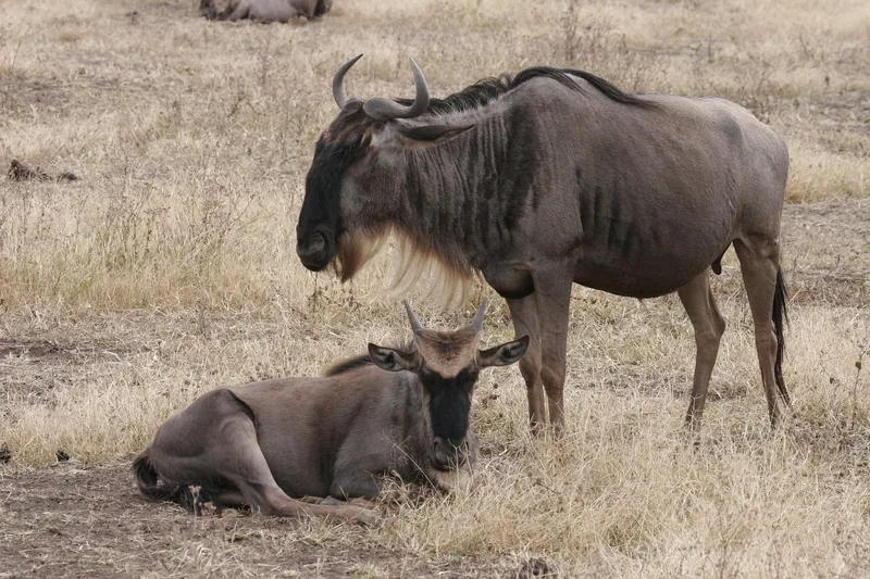 2 Days Tarangire and Ngorongoro Crater from Beach - Tanzania safari gallery image
