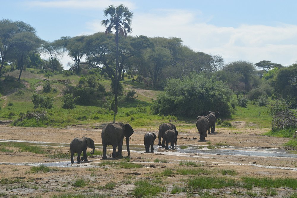 2 Days Tarangire and Ngorongoro Crater from Beach - Tanzania safari gallery image