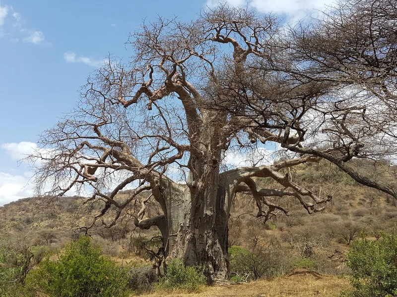 2 Days Satisfying Safari to Tarangire and Ngorongoro gallery image