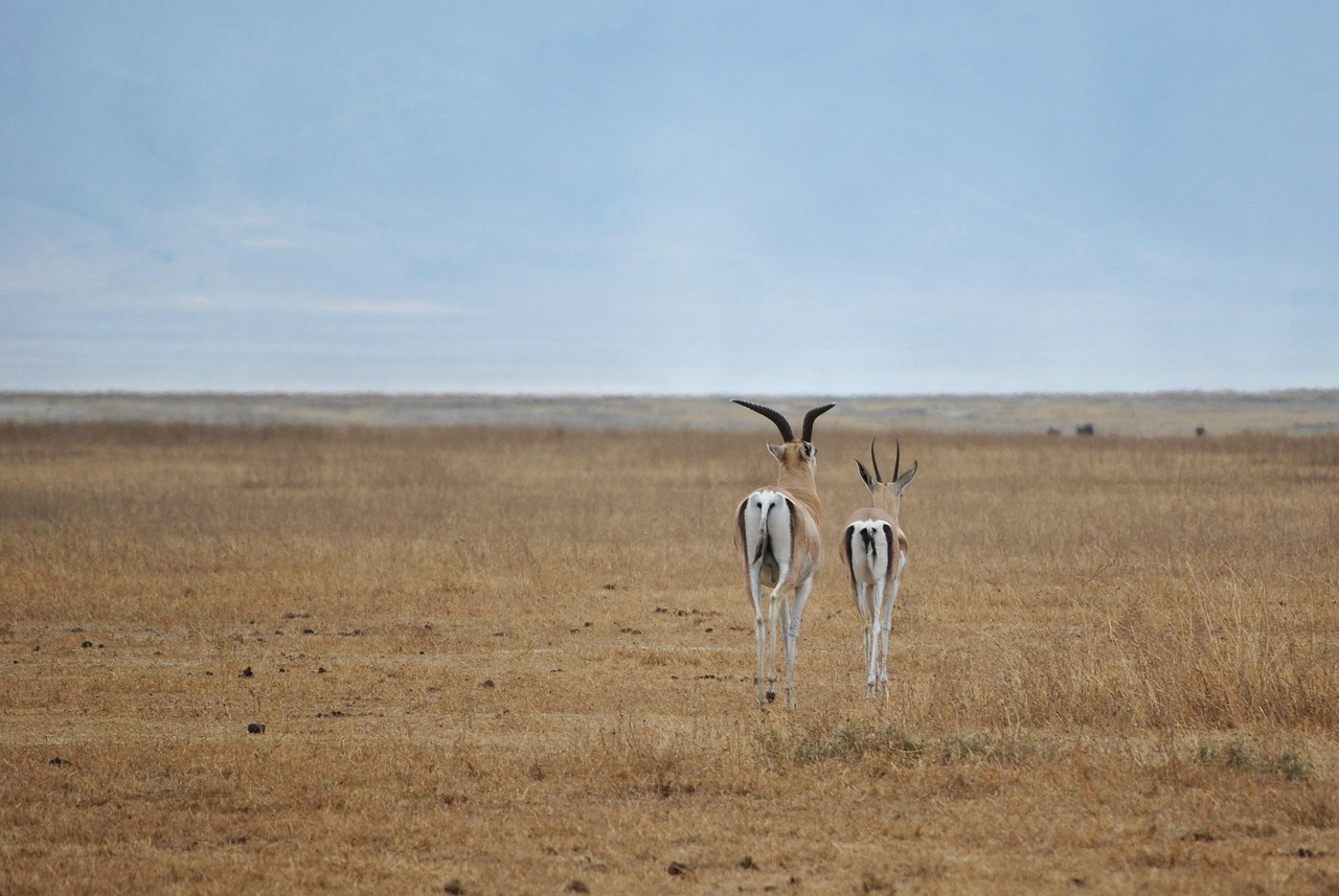 2 Days Satisfying Safari to Tarangire and Ngorongoro gallery image