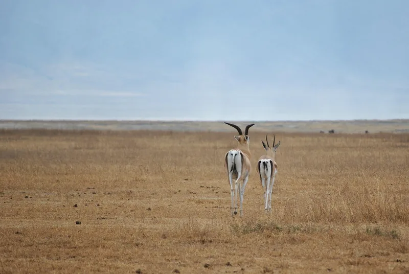 2 Days Satisfying Safari to Tarangire and Ngorongoro gallery image