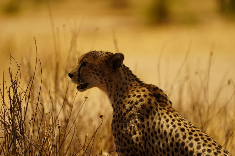 4 Days Awesome Ruaha National Park
