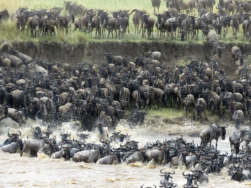 14 Days Wildlife Safari - Northern Serengeti & Migration - Tanzania safari