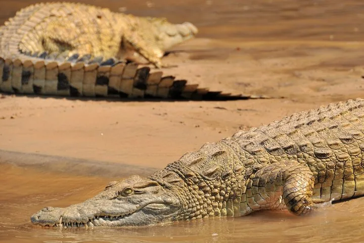 14 Days Wildlife Safari - Northern Serengeti & Migration - Tanzania safari