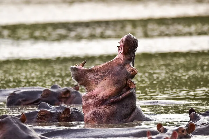 14 Days Wildlife Safari - Northern Serengeti & Migration - Tanzania safari gallery image