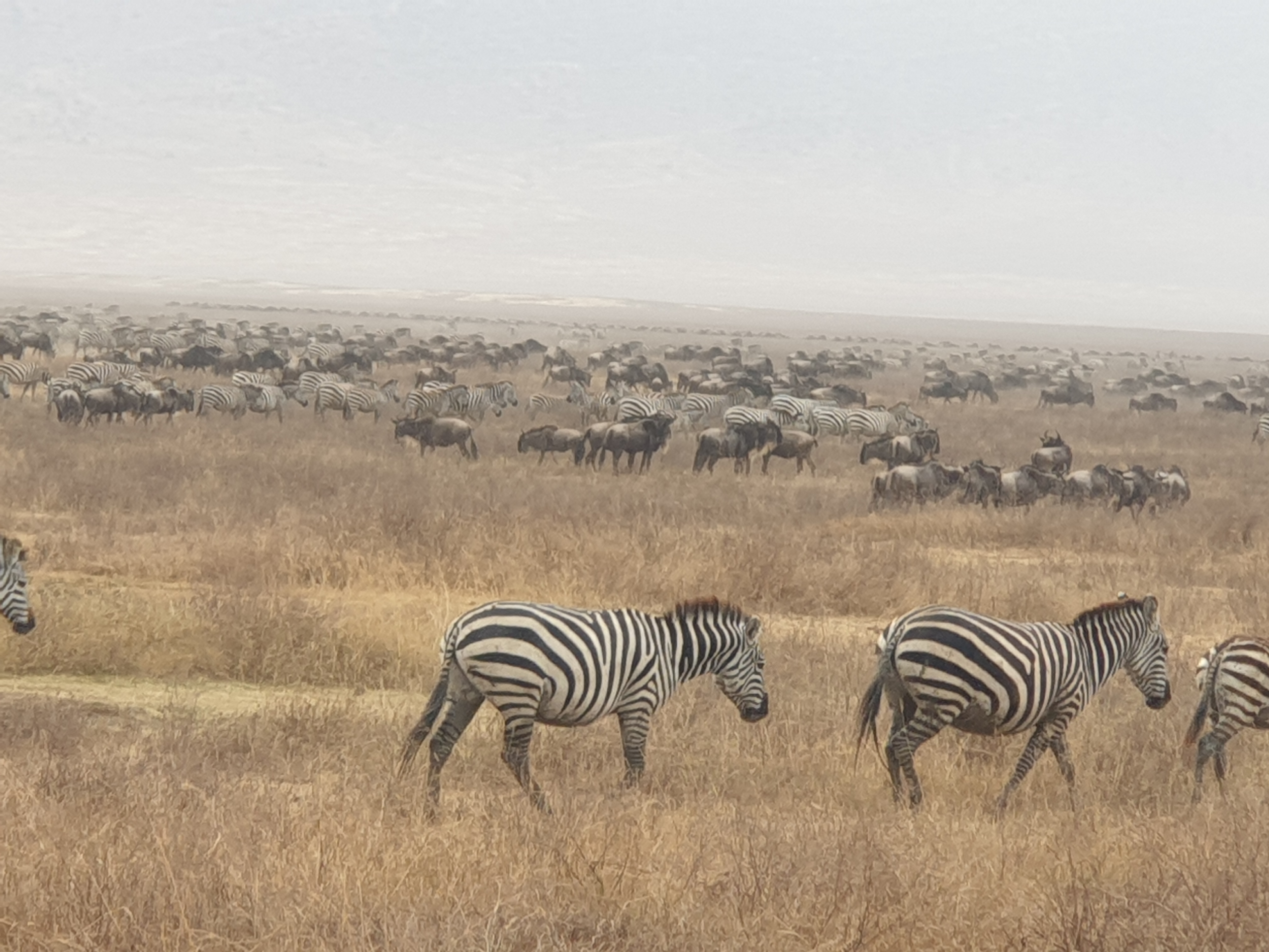 6-Day Ultimate Tanzania Great Wildebeest Migration Safari Adventure gallery image