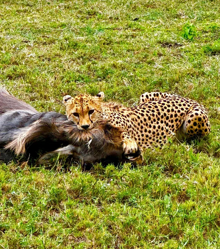14 Days Tanzania Safari - Great Migration Ndutu Special - Tanzania safari