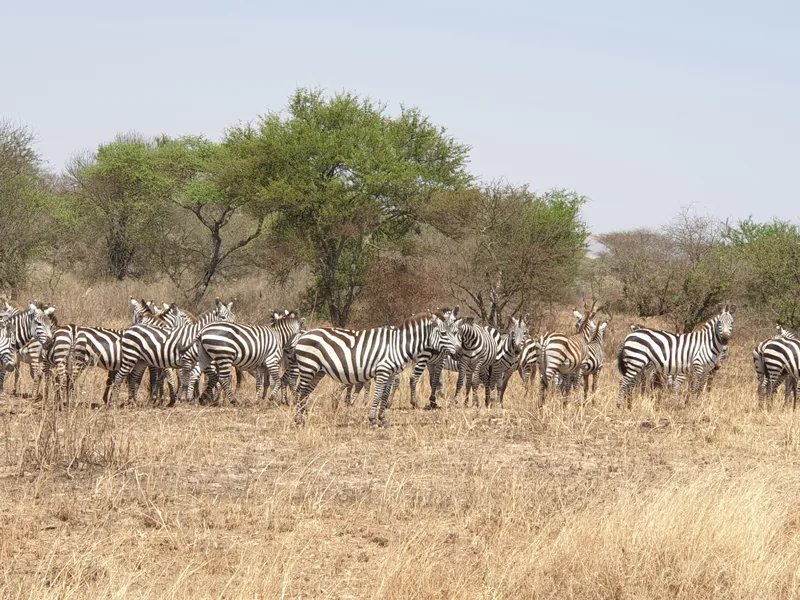 13 Days Great Migration & Zanzibar Beach - Tanzania safari gallery image