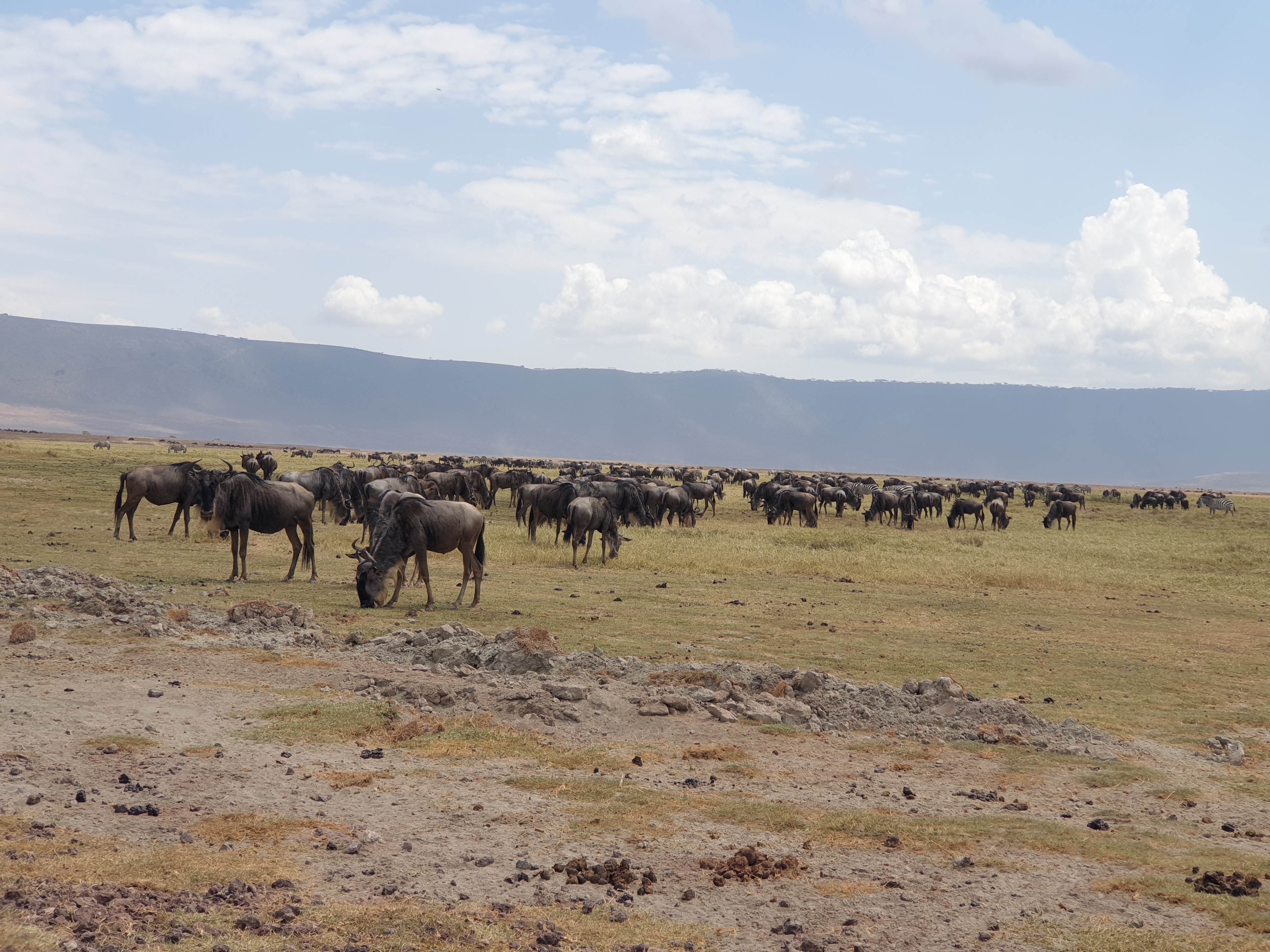 6-Day Ultimate Tanzania Great Wildebeest Migration Safari Adventure