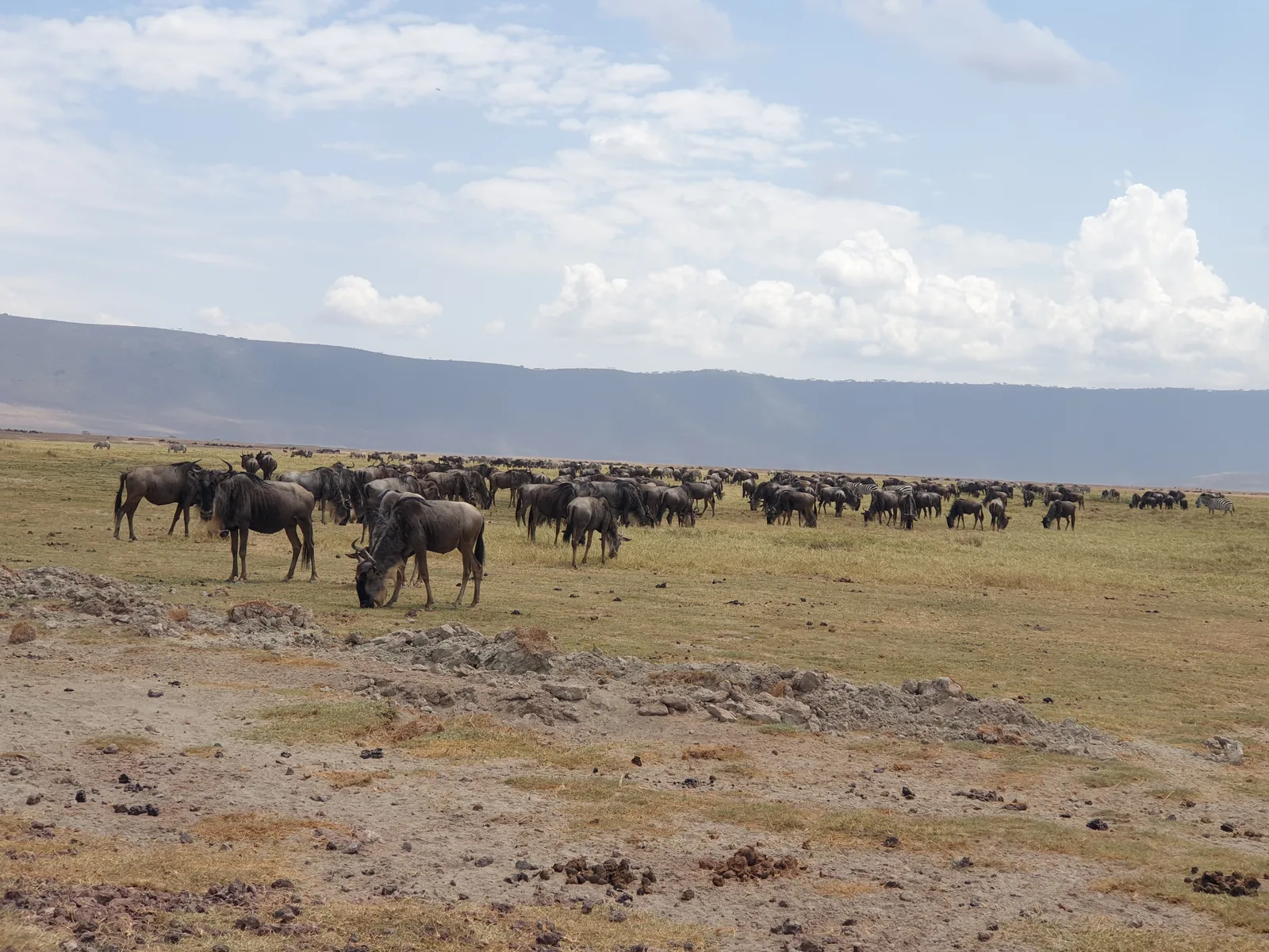 6-Day Ultimate Tanzania Great Wildebeest Migration Safari Adventure hero photo