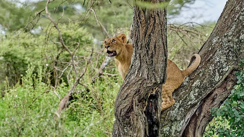 4-Day Mid-range Fly-In Great Migration Safari in Ndutu Tanzania