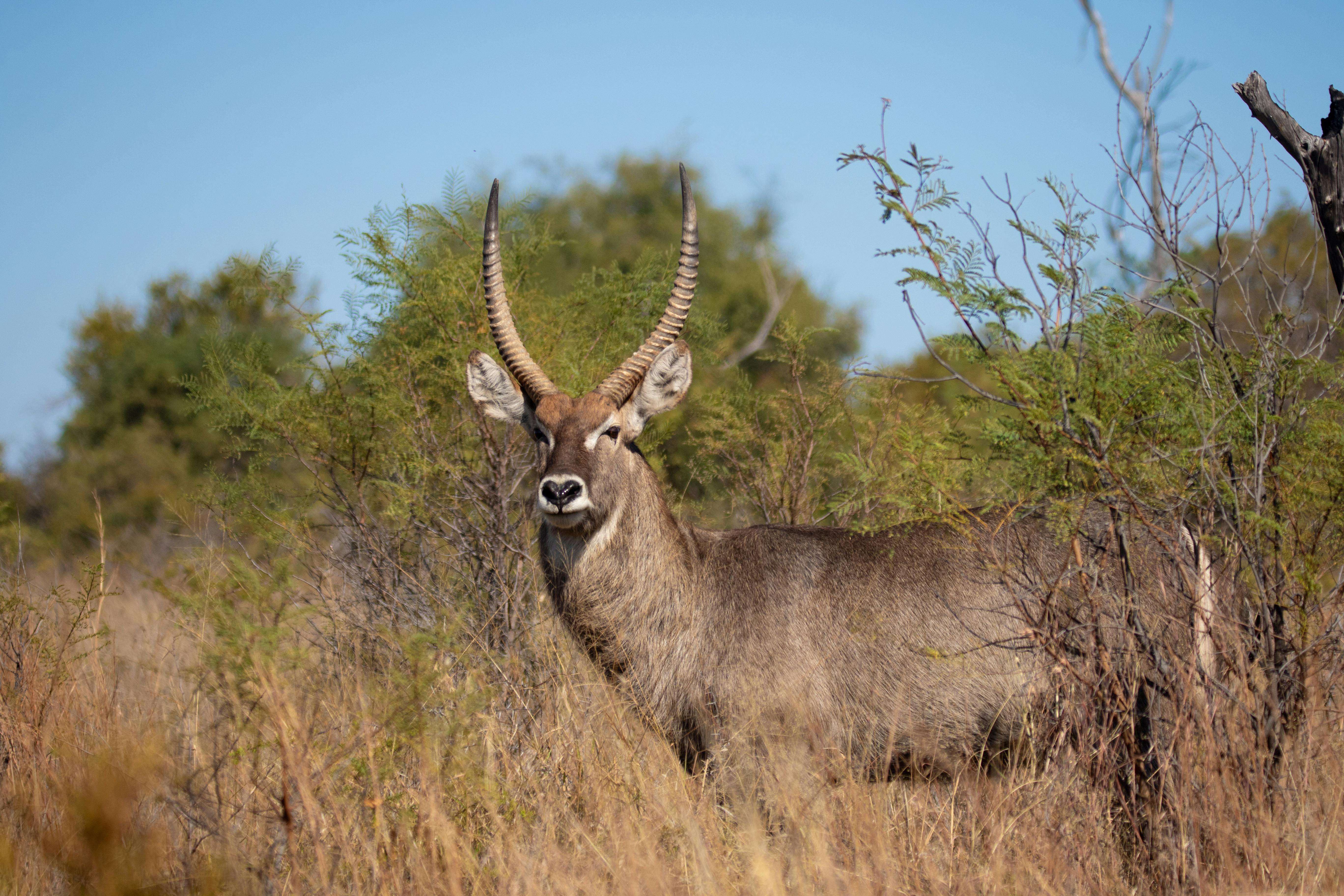 ½ Day Saadani National Park a Coastal Wildlife Park