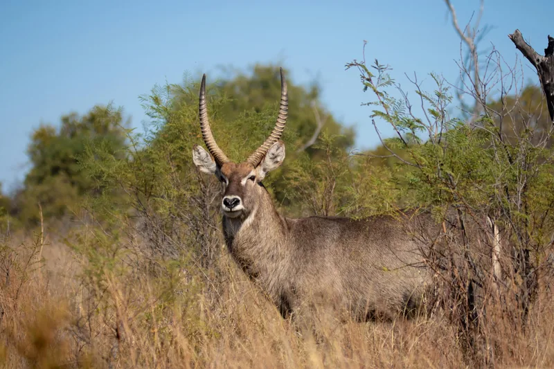 ½ Day Saadani National Park a Coastal Wildlife Park