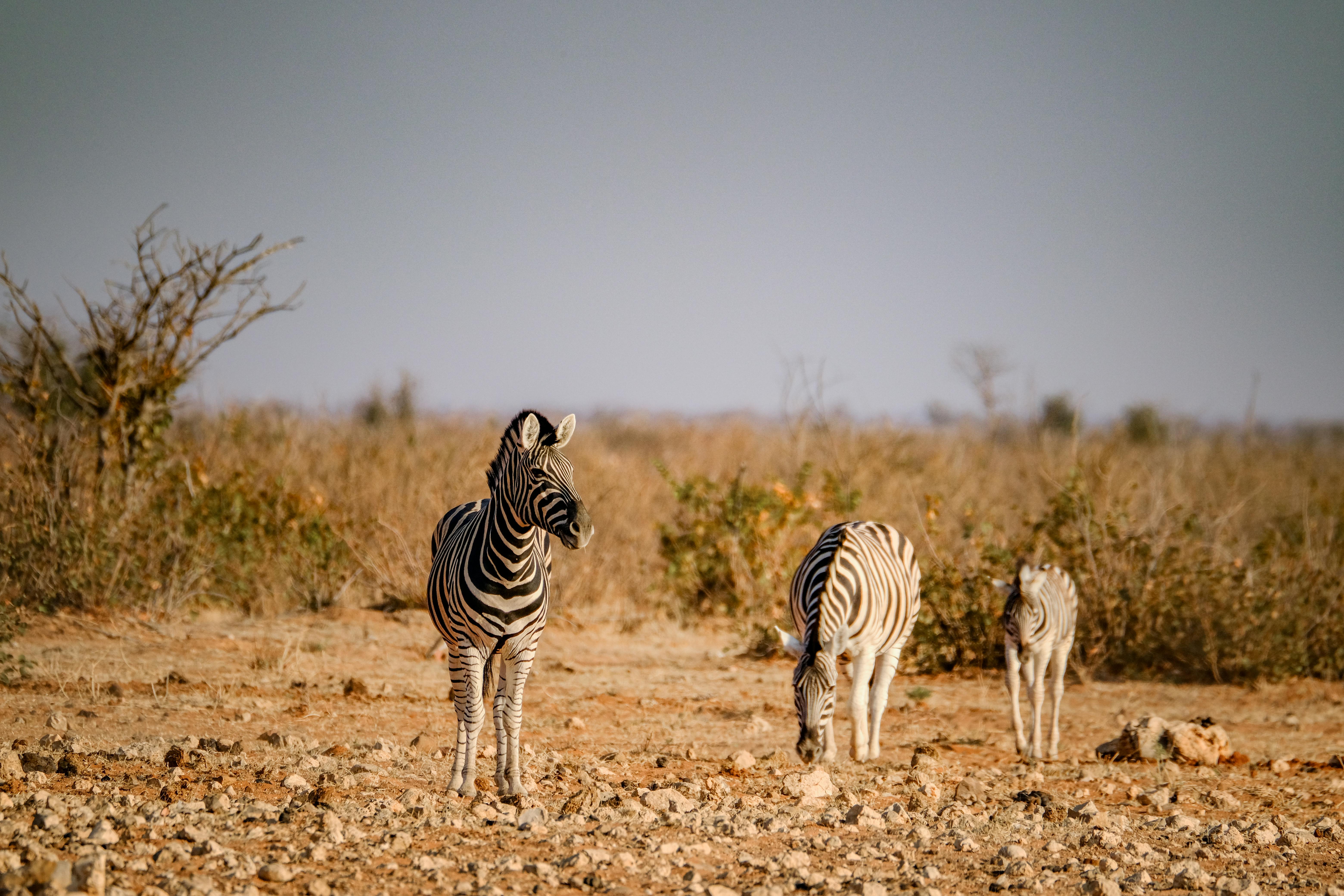 1 Day Trip Excursion to Arusha National Park 2026 gallery image