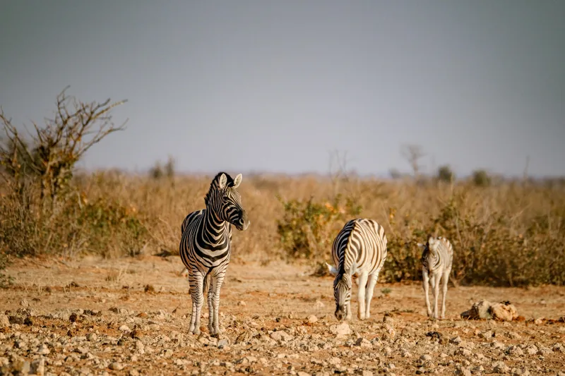 1 Day Trip Excursion to Arusha National Park 2026 gallery image
