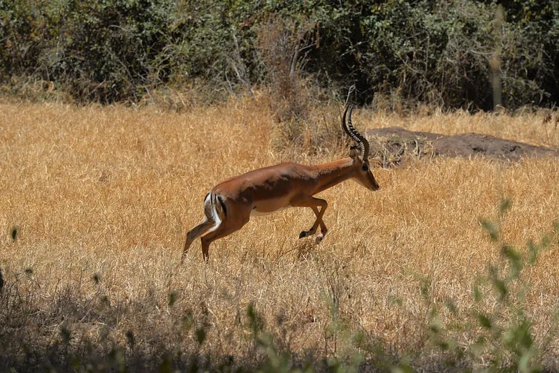 2 Days Private Mikumi Safari 2 Games from Dar Es Salaam