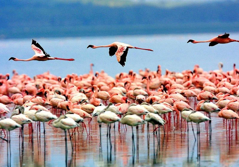 1-Day Trip Joining Group Tour to Lake Manyara National Park