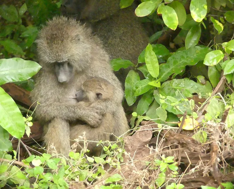 1-Day Trip Joining Group Tour to Lake Manyara National Park