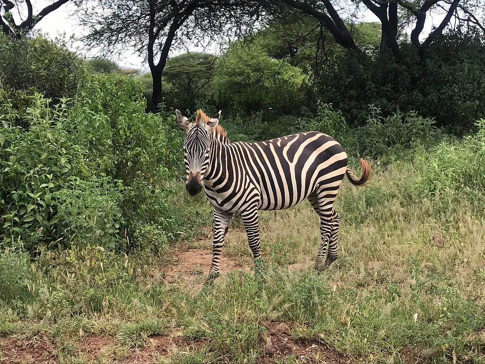 1-Day Trip Joining Group Tour to Lake Manyara National Park gallery image