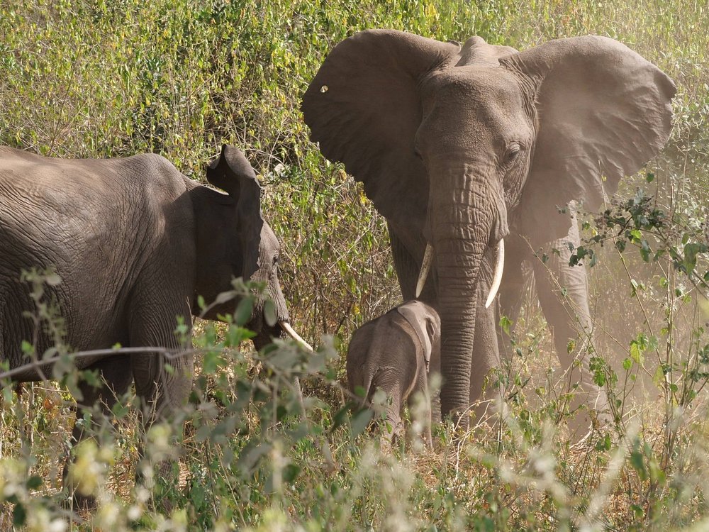 1-Day Trip Joining Group Tour to Lake Manyara National Park gallery image