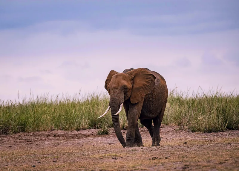 1 Day Trip Full Game to Ngorongoro Crater