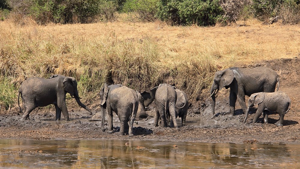 1 Day Elephant Paradise Trip to Tarangire National Park Tour