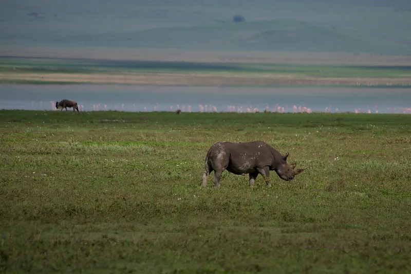 1-Day Special Package Trip to Ngorongoro Crater Tour