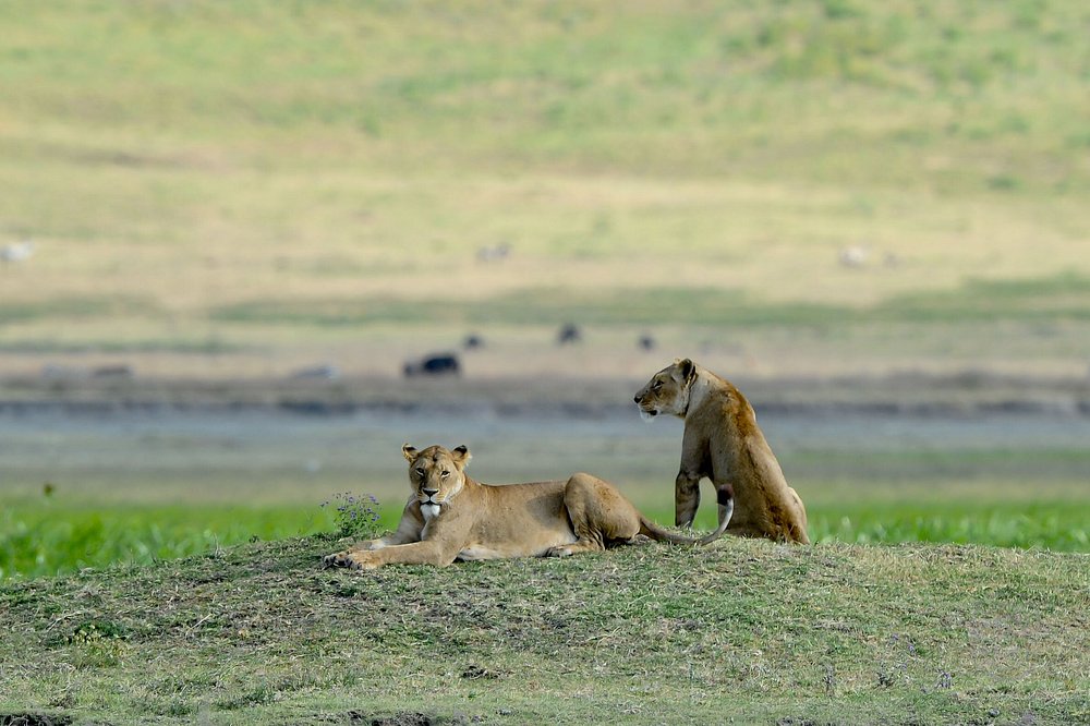 1-Day Special Package Trip to Ngorongoro Crater Tour gallery image