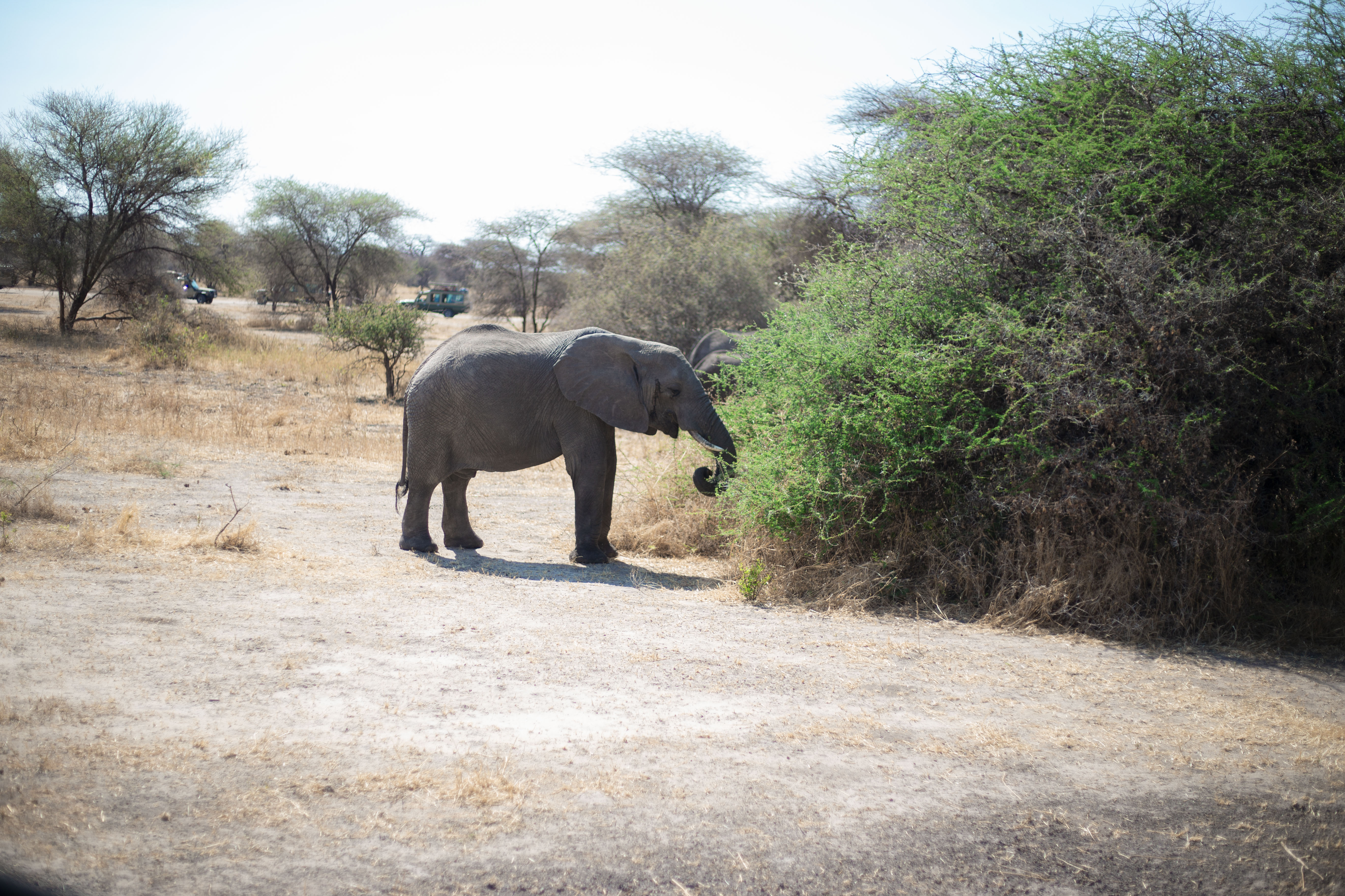 8-Day Luxurious Escape into the Kenya Wilderness - Kenya safaris gallery image