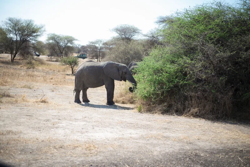 8-Day Luxurious Escape into the Kenya Wilderness - Kenya safaris gallery image