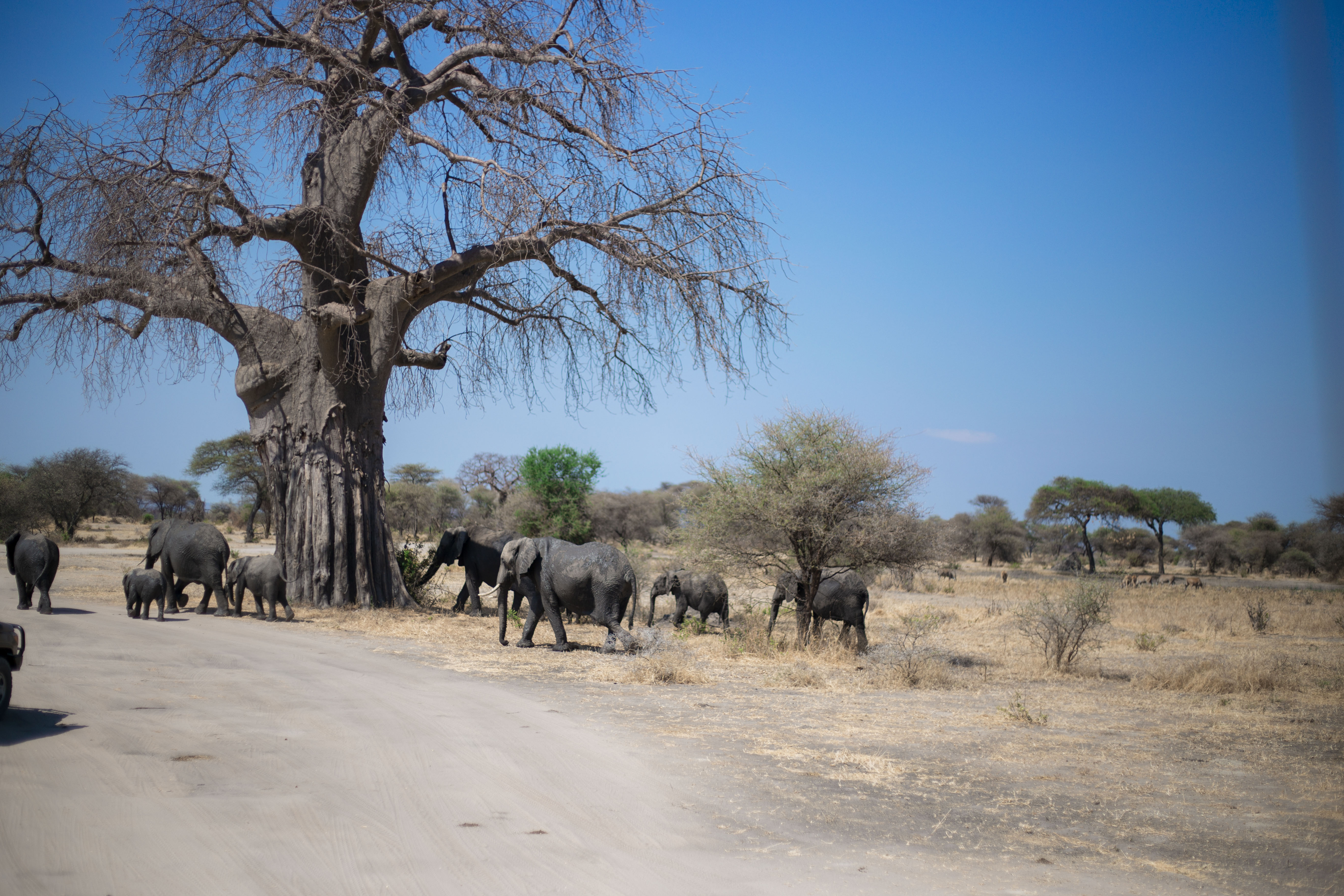 8-Day Amboseli, the Tsavo Parks & Diani Beach Tour - Kenya safaris gallery image